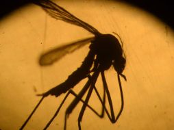 Cuatro de las cancelaciones por la alerta sanitaria fueron en en Puerto Vallarta. AFP / M. Recinos