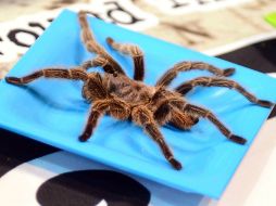 La tarántula necesita tener cerca a los seres humanos ya que existe una estrecha relación. AFP / ARCHIVO