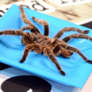 Tarántulas de cadera roja necesitan del ser humano para sobrevivir