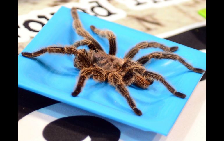 La tarántula necesita tener cerca a los seres humanos ya que existe una estrecha relación. AFP / ARCHIVO