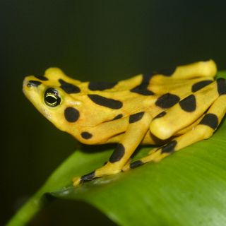 Científicos buscan salvar a los anfibios de una epidemia mundial