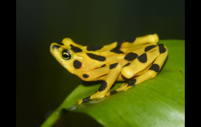Más de 168 especies de anfibios se han extinguido en las últimas décadas. EFE / ARCHIVO