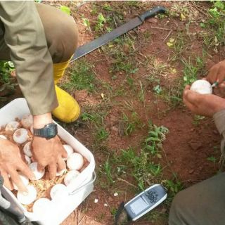 Galápagos comienza plan de crianza de nueva especie de tortugas