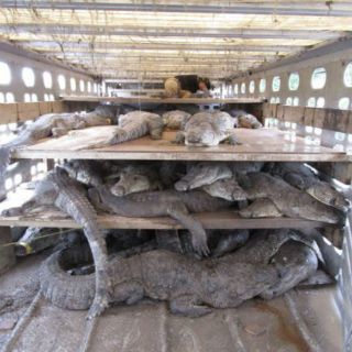 Presentan denuncia penal por muerte de 124 cocodrilos