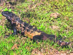El escorpion. Extraña y enorme lagartija venenosa cuya mordedura en ciertos casos puede causar la muerte. EL INFORMADOR / P. Fernández Somellera