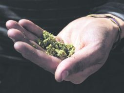 El historiador afirma que la probable legalización de la mariguana sólo con fines terapéuticos no es suficiente. EL INFORMADOR / ARCHIVO