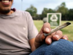 El éxito de los prohibicionistas sólo radica en cuántas incautaciones de cultivos se hacen, dejando de lado la salud. SUN / ARCHIVO