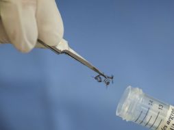 El virus, que se contagia través de la picadura de mosquitos infectados, está presente en AL, y se propaga por Europa y Asia. AP / F. Dana