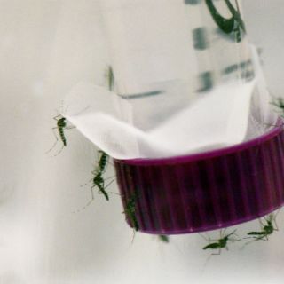 Biotecnología ayudaría a controlar el zika en Brasil: experto