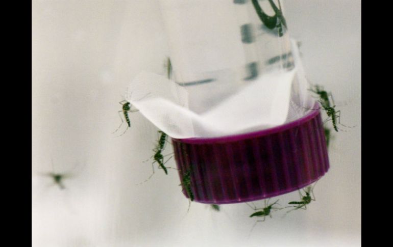Ya se trabaja con una bacteria del suelo para matar las larvas del mosquito Aedes aegypti, que transmite el virus zika. EFE / D. Calma