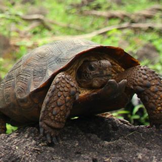 Descubren nueva especie de tortugas en desierto de Sonora