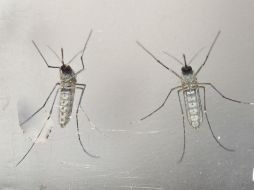 Los rastros genéticos del zika fueron hallados en inflamaciones detectadas en el tejido cerebral de dos bebés. EFE / O. Rivera