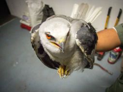 El halcón blanco fue entregado a la Semarnat. TWITTER / @UMPCyBZ