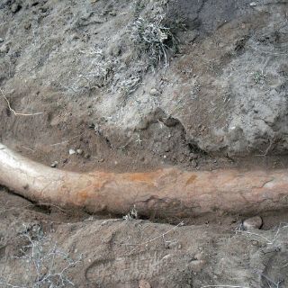 Hallan colmillo de stegodon de 1.1 millones de años
