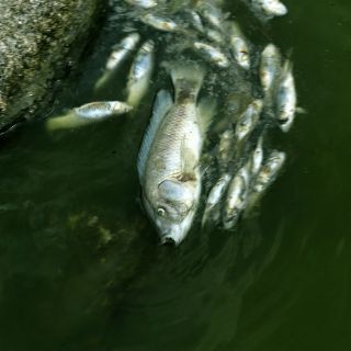 Científicos usan la biotecnología para proteger las especies