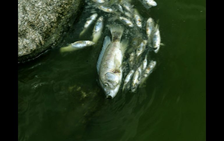 La nanotecnología revela que el calor en el agua causa enfermedades, y reduce la supervivencia de especies acuáticas. EL INFORMADOR / ARCHIVO