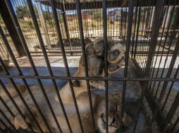 Señalan que muchos animales han muerto a causa de la falta de alimentos, pero otros también debido a bombardeos. EL INFORMADOR / ARCHIVO