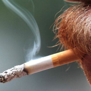 Turquía no pagará tratamiento de cáncer de pulmón a fumadores