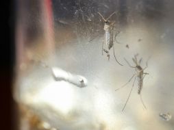 Advierten que la transmisión del zika mediante donaciones es una posibilidad real. EFE / O. Rivera