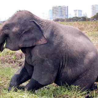 Elefante salvaje siembra el caos en China