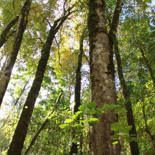 Declaran al Bosque de Arce como Área Natural Protegida