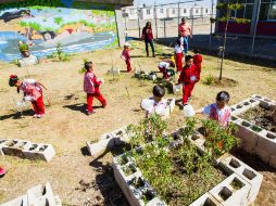 EXTRA ha logrado un índice de supervivencia en sus árboles de entre 75 y 90 por ciento, a nivel mundial es de 25 %. EL INFORMADOR / P. Franco