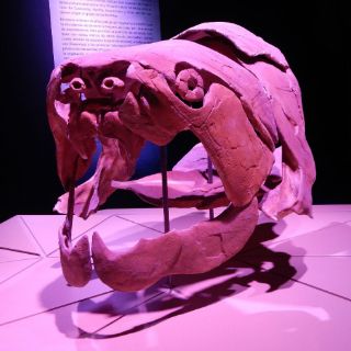 Museo de la Evolución muestra origen del universo y de la humanidad