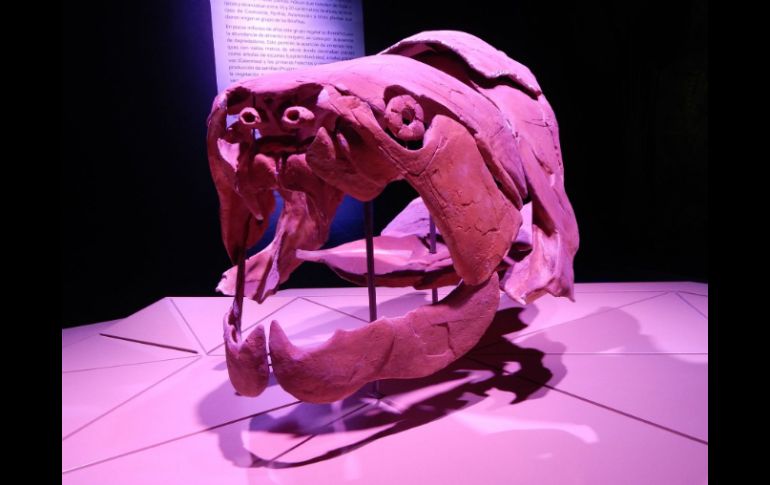 La muestra contiene 612 piezas de minerales, taxidermias, reproducciones de esqueletos de dinosaurios y fósiles originales. NTX / ESPECIAL