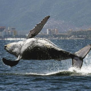 Investigadores elaboran diagnóstico para observación de Ballena Gris
