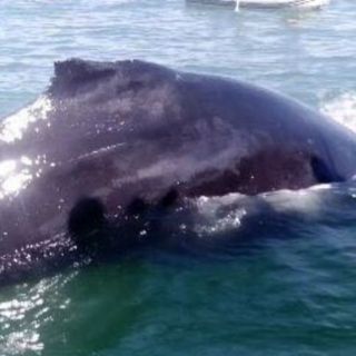 Rescatan a ballena atrapada en una red en BC