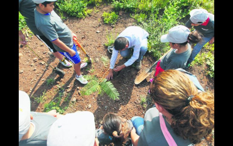 Replantamos el árbol por quinta vez. Esta ciudad no tiene remedio. EL INFORMADOR / ARCHIVO