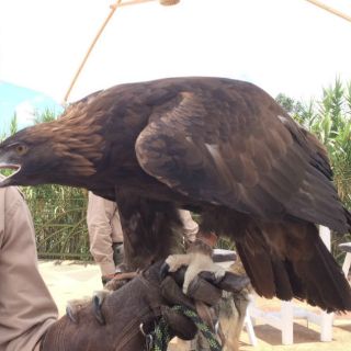 Águila real, símbolo mexicano en peligro de extinción