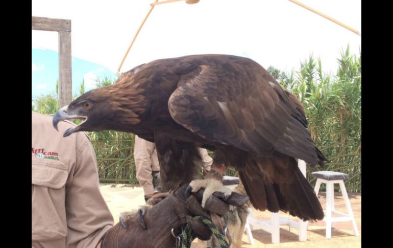 El águila real es un ave que habita en todo el mundo, pues sus subespecies anidan desde zonas áridas hasta montañosas. NTX / ARCHIVO