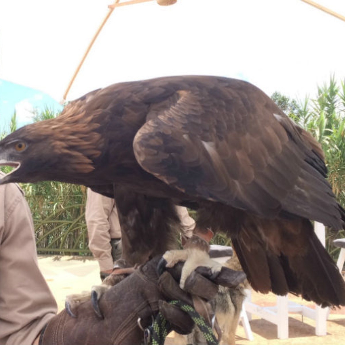 Águila real, símbolo mexicano en peligro de extinción | El Informador