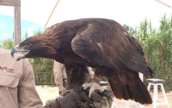 Águila real, símbolo mexicano en peligro de extinción | El Informador