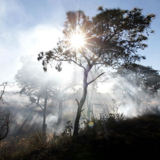 Trabajan en prevención de incendios en bosques de Zapopan
