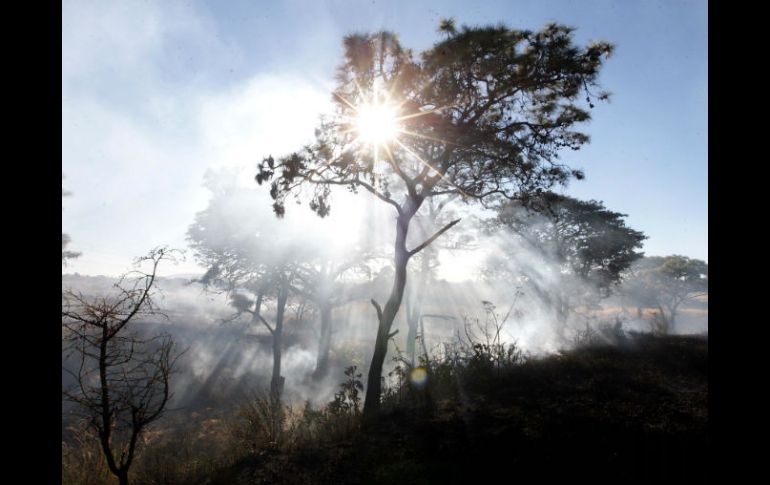 En el Bosque El Nixticuil se han realizado actividades de chaponeo, guardarrayas, brechas cortafuego y regado de árboles. EL INFORMADOR / ARCHIVO