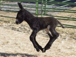 La población de burros en China ha decrecido debido al uso comercial de los animales. EFE / ARCHIVO