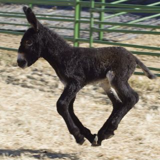 Detienen a cuatro en Botsuana por exportar piel de burro