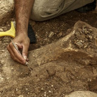 Homínidos entraron a Europa hace 900 mil años por Península Ibérica
