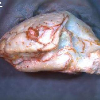 Descubren nueva especie extinta de lagartija en Texas