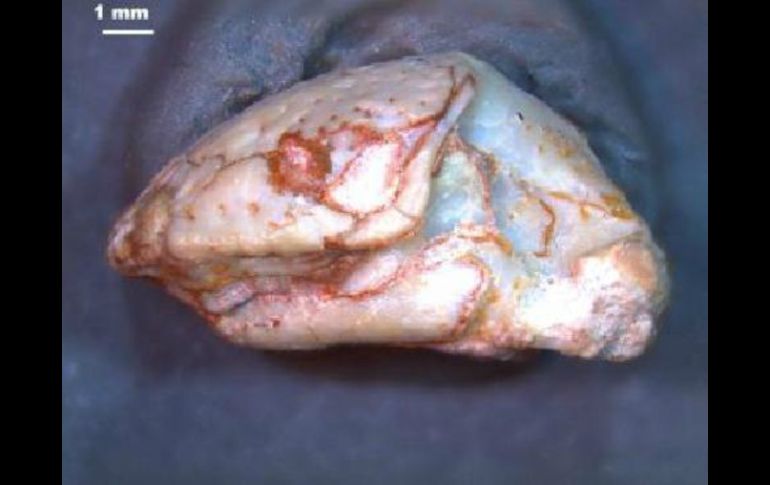 La 'Solastella cookei' comrpueba la teoría de que Texas sirvió de refugio para especies subtropicales. ESPECIAL / vertpaleo.org