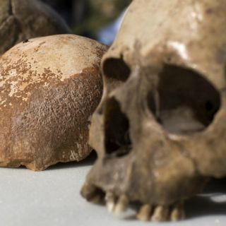 El cuarto cráneo de Atapuerca se mostrará al público por primera vez