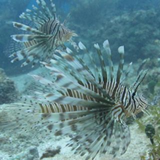 Capturan a un ejemplar del invasor pez león en Campeche