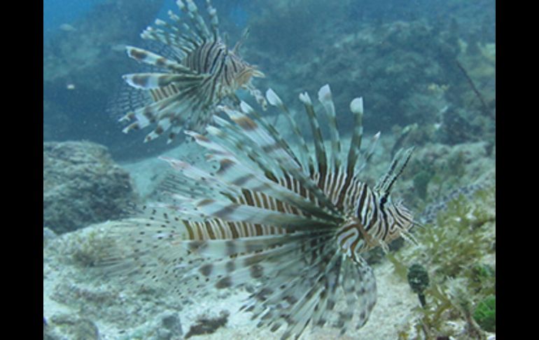 El pez impacta en la disminución de especies marinas nativas lo que provoca una disminución de la pesca. ESPECIAL / http://conacytprensa.mx