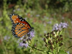 Desde el año 2000, se enfocan en programas de conservación y monitorean el cambio en la cobertura forestal de zonas protegidas. NTX / ARCHIVO