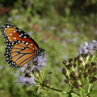 México, EU y Canadá trabajan a favor de la Mariposa Monarca