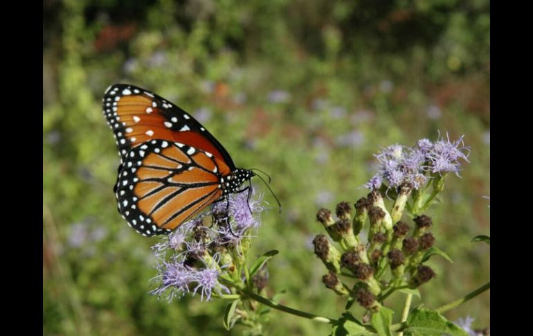 Desde el año 2000, se enfocan en programas de conservación y monitorean el cambio en la cobertura forestal de zonas protegidas. NTX / ARCHIVO