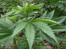 El debate continuará en Saltillo, sigue en Guadalajara, y finalmente en la CDMX presentarán las conclusiones. NTX / ARCHIVO