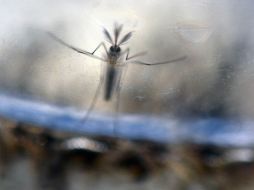 Por el momento, no existe vacuna ni tratamiento para el virus zika. AFP / M. Recinos